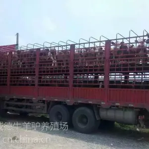 山东哪里哪家西门塔尔牛养牛场品种好 西门塔尔牛价格