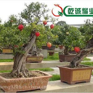 �ɻ�***��ʯ���辰����|�ߺ�ʯ���辰