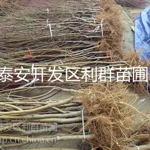 供应桃树苗 桃树苗价格 桃树批发 桃树树苗 桃苗基地