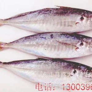 批发灯光围网冷冻吧浪鱼