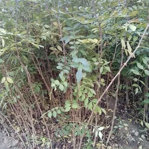 0.7公分以上大红袍花椒苗批发基地