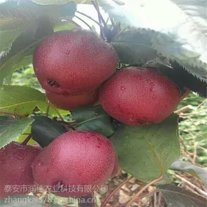 红梨树苗基地哪里的品种纯 泰安润佳农业红梨树苗基地价格优惠