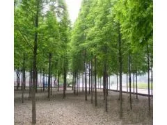 供应供应句容池杉