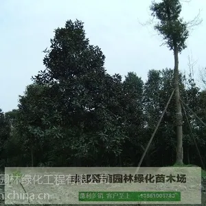 成都广玉兰苗圃基地价格