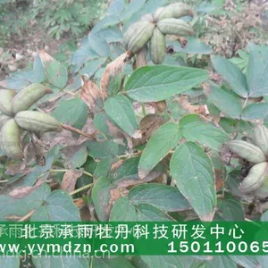 高产油用牡丹种子多少钱一公斤