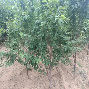 3公分吉塞拉矮化樱桃苗价格 泰安润佳农业品种*** 价格优惠