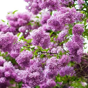 ������ľ��ֲ���ء�������������������Ӫ�����϶�����������԰���̻���ľ����