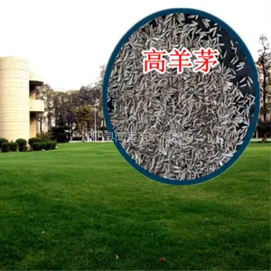 供应高羊茅种子 冷季型草坪种子 护坡草种北方寒冷地区草籽种植批发