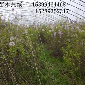 ������ľ��ֲ���ء�������������������Ӫ�����϶�����������԰���̻���ľ����