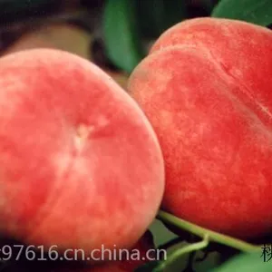 蒙阴蜜桃生产基地在哪里_桃小蒙蒙阴蜜桃基地在蒙阴县桃墟镇 大名鼎鼎的蒙阴蜜桃生产基地在哪里啊? 答