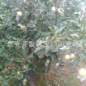 浙江苹果树苗供应 浙江苹果树苗价格 浙江哪有卖苹果树苗的
