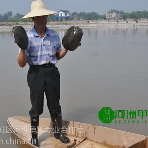 洞庭湖美味甲鱼批发