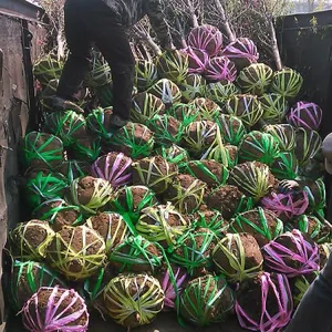 �ͼ�4�����������ң�5�����������ң�6����������������