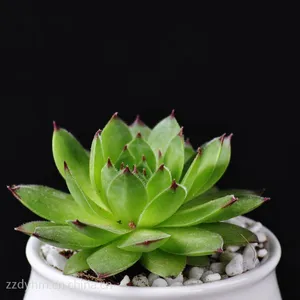 漳州多肉植物批 观音莲 多肉植物 厂家批发 室内盆栽花卉盆景