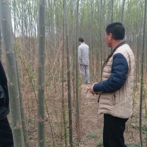 109柳树价格/供应109柳树3-8公分大量/富杰苗圃供应