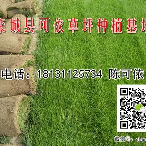 栾城县可依草坪种植基地