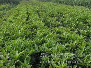 供应成都佛顶珠价格  成都佛顶珠报价佛顶珠品种佛顶珠规格