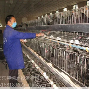 深圳东荣供应清远养殖场喷雾降温设备(MD300G)