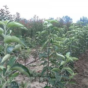 ��ɫ֮��ƻ���������������Ķ���Ǯһ��