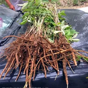 供应花卉基地直销牡丹苗品种,珍品牡丹花苗