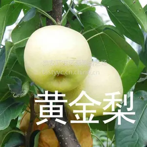 供应梨树苗 黄金梨 黄冠梨 早红考蜜斯 苹果梨等梨树苗 嫁接品种 成活*** 易栽培