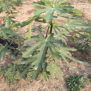 玛斯义陶芬无花果苗种植技术 无花果成活***