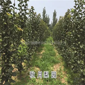 3年生梨树成苗 4-5公分梨树苗价格