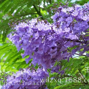 供应蓝花楹10-25公分批发价格,漳州蓝花楹种植基地