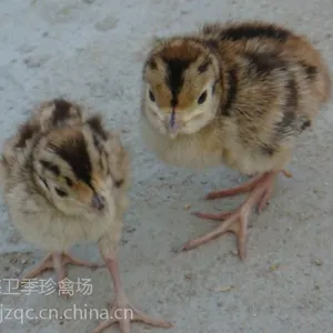 珍禽种苗,价格优惠 量大从优