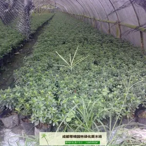 成都苗木基地供应西洋鹃 成都西洋鹃价格 成都西洋鹃苗木基地