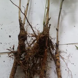 优质油牡丹苗油牡丹种苗批发