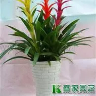 供应雅安绿植花木租摆出租租赁租售广州租花