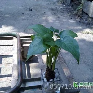 供应绿植花木租摆酒店植物租赁