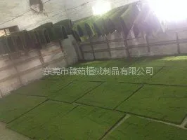 草皮