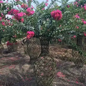 成都温江紫薇花瓶种植基地 1-3米高造型花瓶 崇德园林紫薇造型种植基地