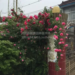 江苏无刺蔷薇苗 蔷薇苗1.2米长攀岩植物