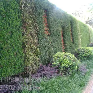 上海植物墙