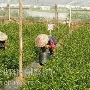 ������������ï�ȸ���ľ�۸����������ï�ȸ���ľ�۸�Ҫ����Ǯ���������ʹ���