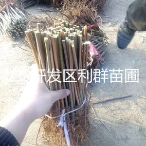 红油香椿苗 红油香椿苗价格 红油香椿苗基地