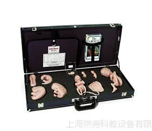 胚胎发育示教教程(模型、音像带) WA15715U