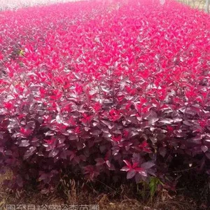 裕森陕西紫叶矮樱种植户 批发一年生紫叶矮樱 扦插紫叶矮樱苗