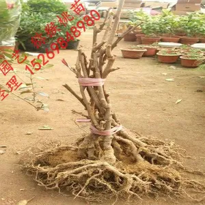 ⨺��Ҹ� ����⨺����� ⨺�����ļ۸�