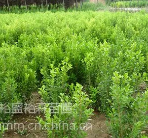 供应高山黄杨、陕西高山黄杨苗木种植基地、批发园林绿化花灌木