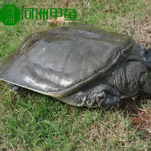 生态甲鱼外塘野长甲鱼***格