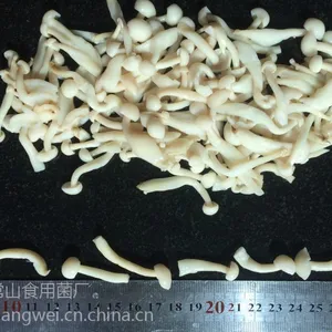 河北供应盐渍白玉菇，颜色白，质量好。