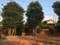 供应湖南香樟 移栽香樟树
