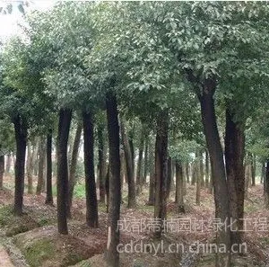 供应香樟小苗价格 香樟价格 香樟产地 成都蒂楠园林苗圃低价供应香樟小苗