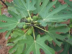 山东无花果苗基地 优质无花果苗供应