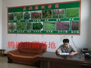泰安开发区腾跃苗圃基地