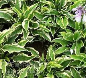 供应玉簪花、蝴蝶兰、美人蕉
